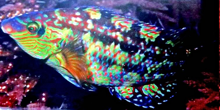 Symphodus melops_00002